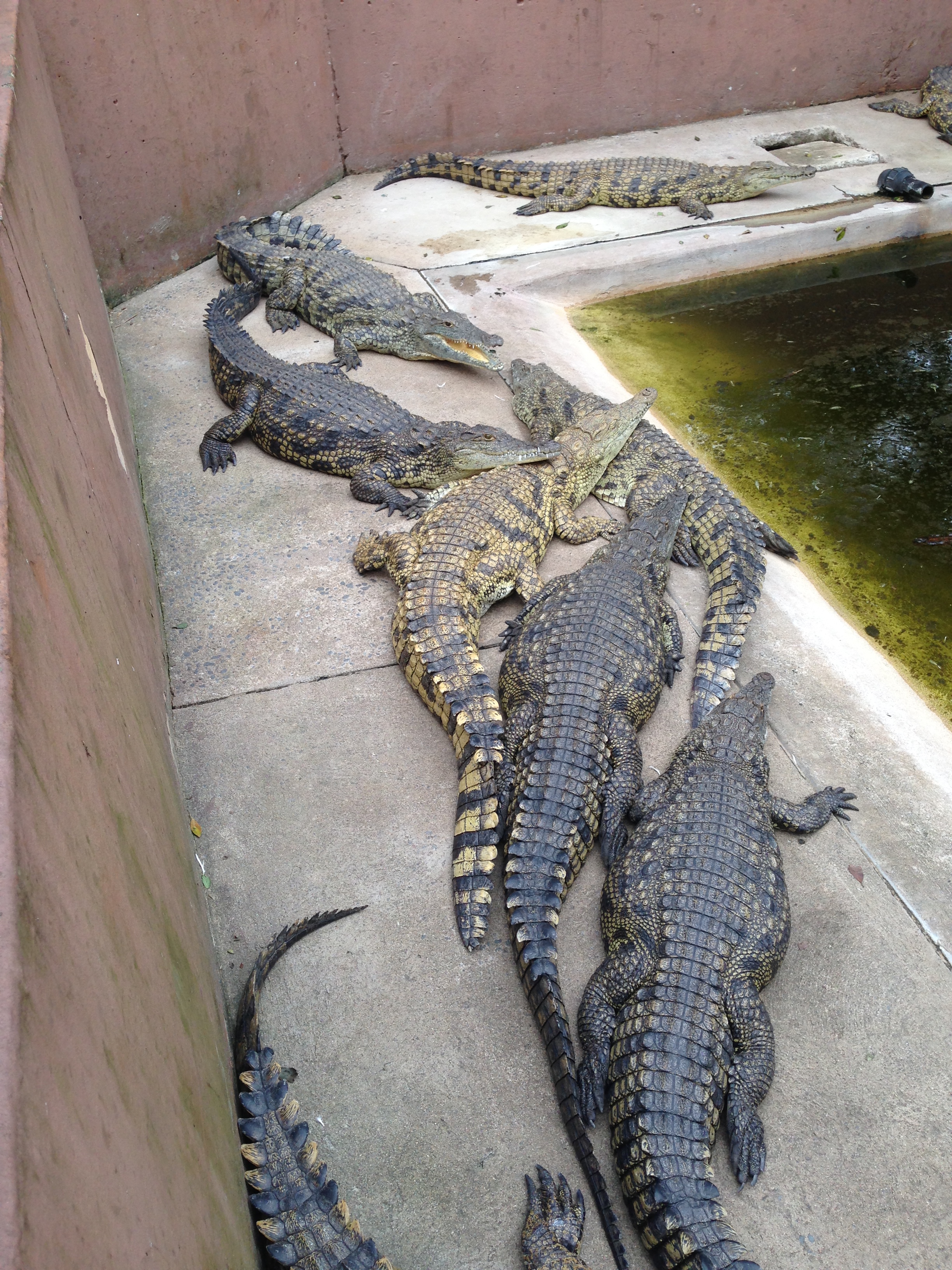 Crocs at the Crocodile Centre