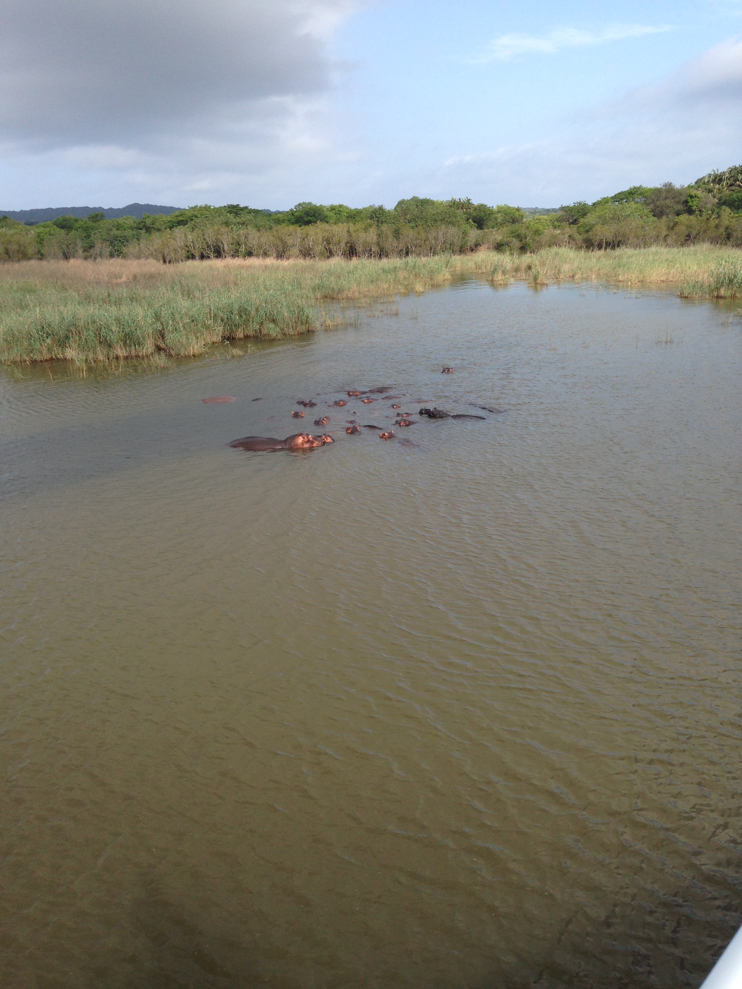 A pod of hippos